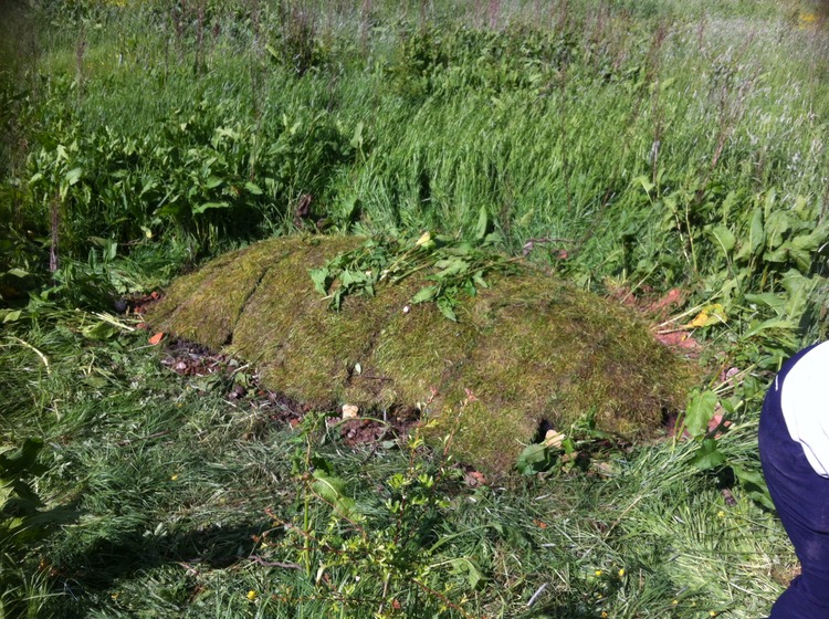 A brand new habitat for reptiles and amphibians