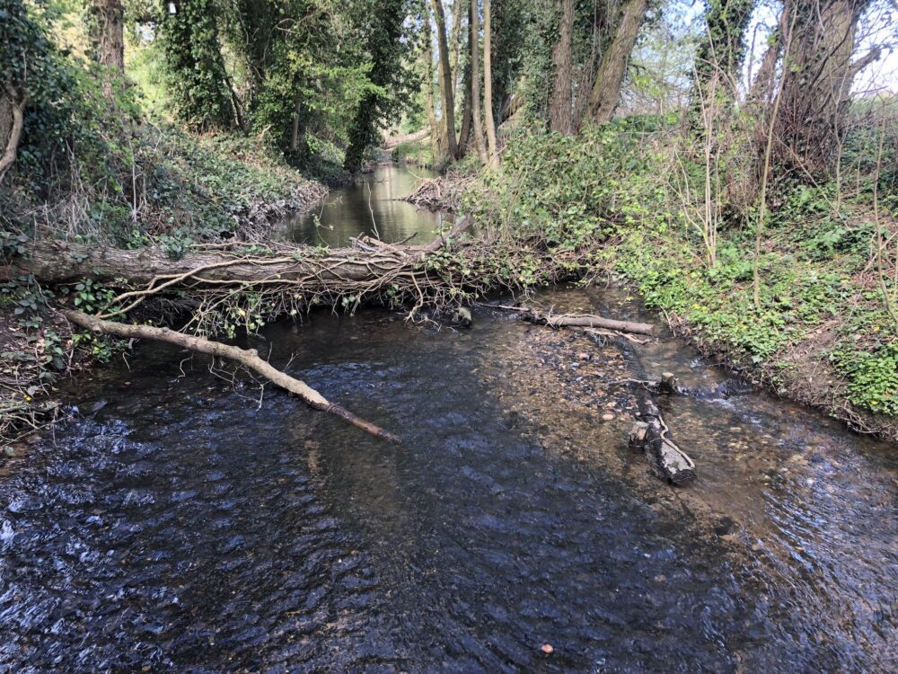 Moat Brook Restoration