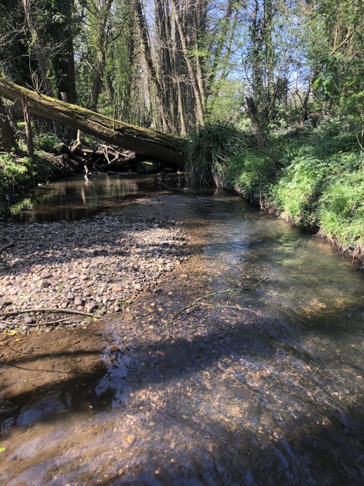 Fallen tree over Moat Brook