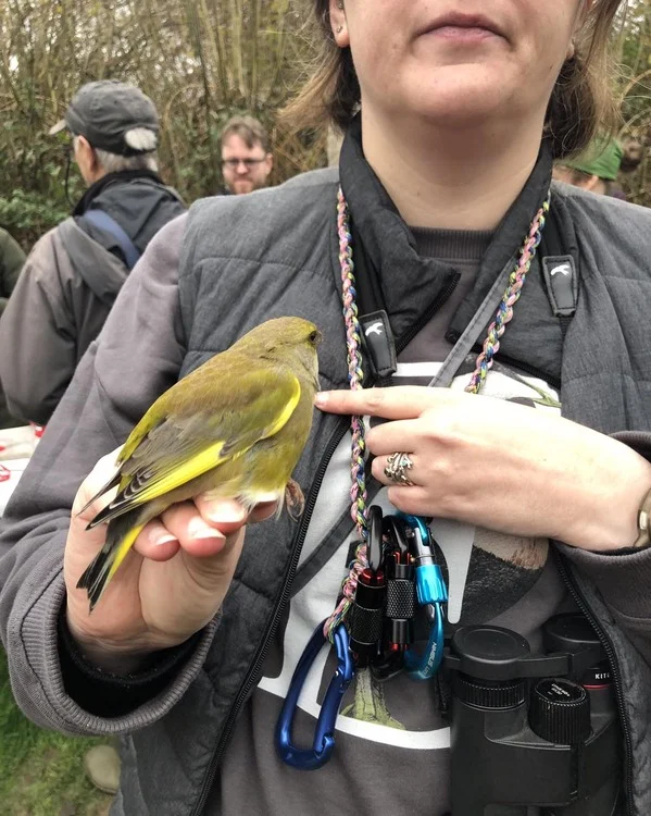 20241109 Greenfinch