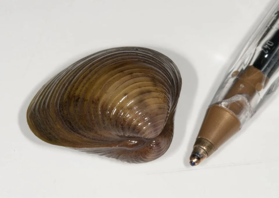 Asian Clam Invasive Species