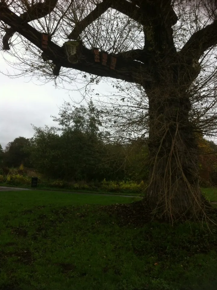 Bird Bat Owl Boxes 02