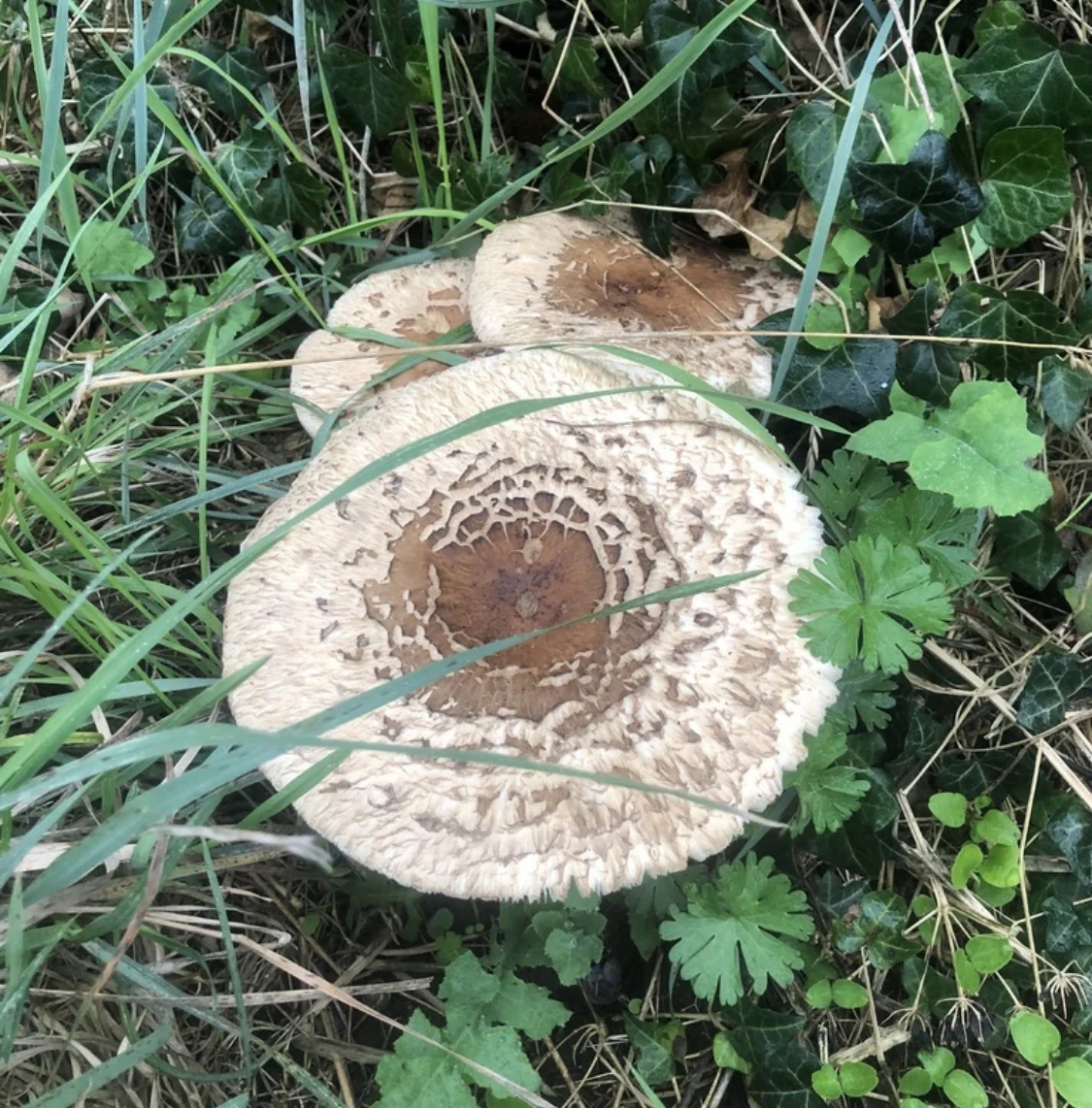 Fungi