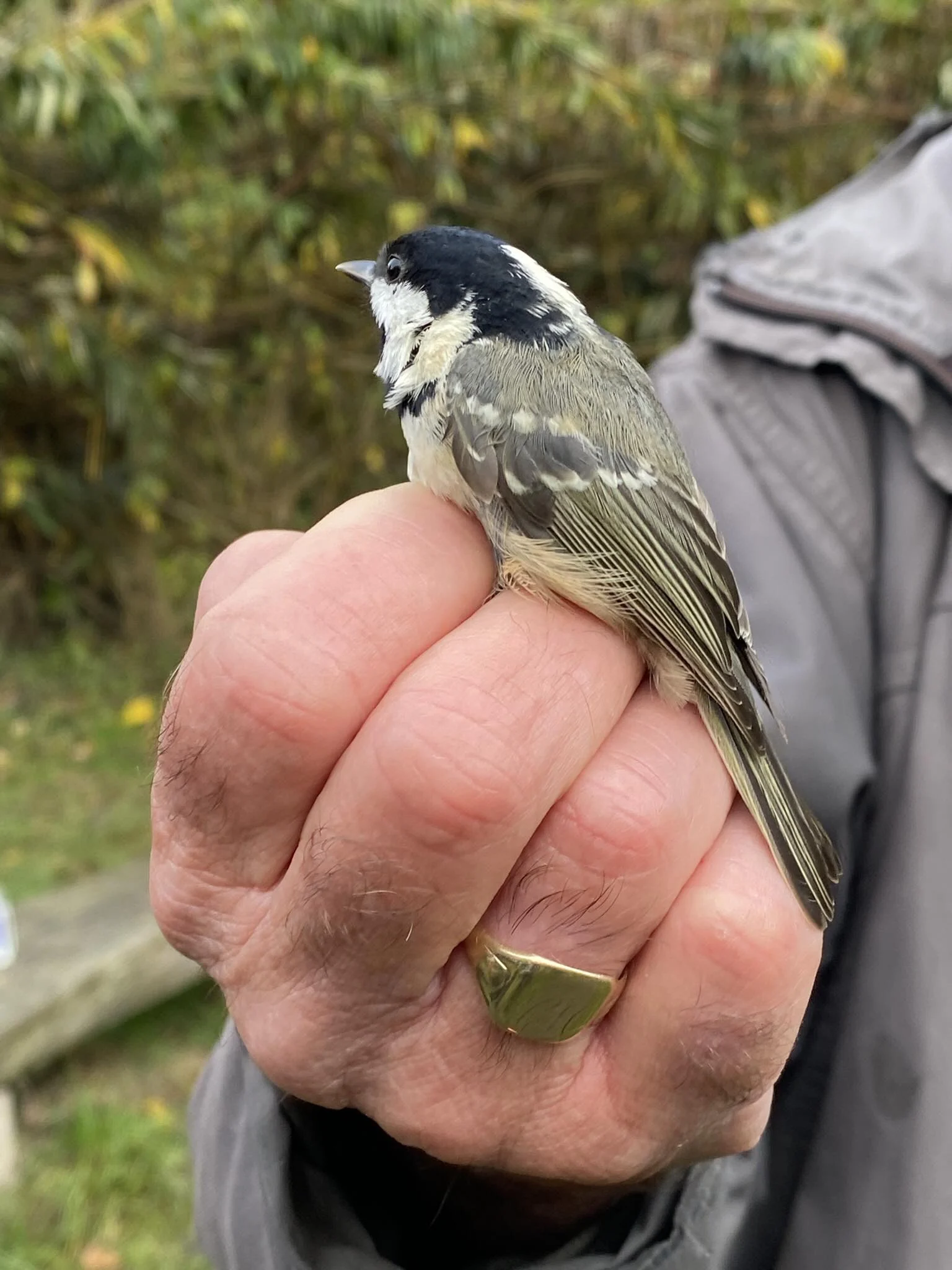 Great Tit Oct 2025