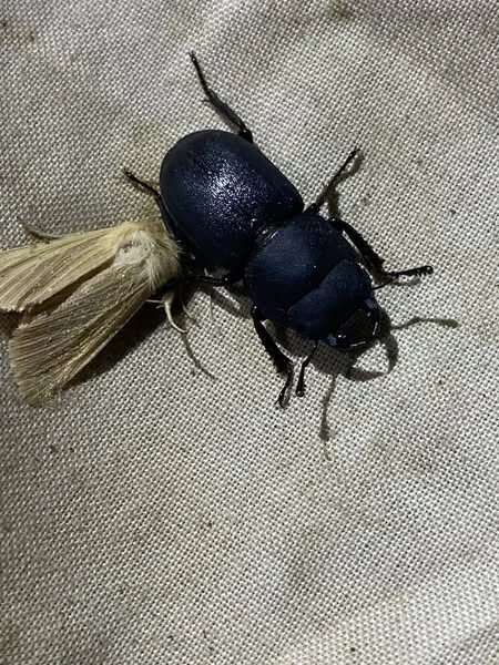 Lesser Stag Beetle Aug 2025