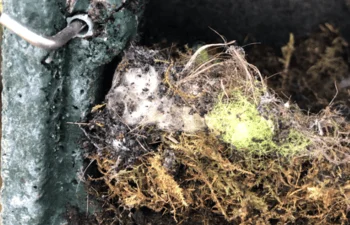 Plastic In Nesting Box Feb 2025