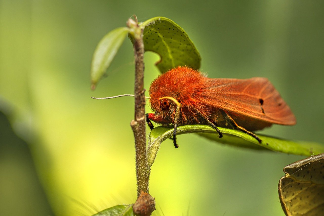 Ruby Tiger Moth