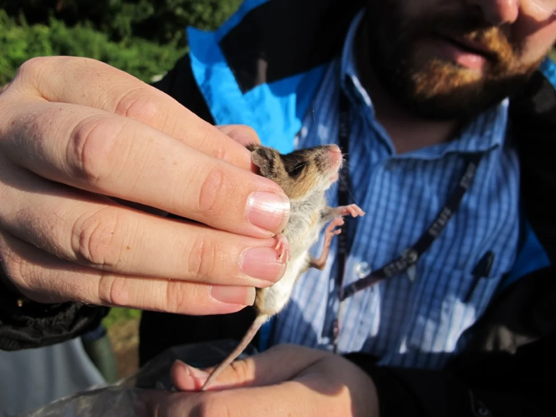 Small Mammal Survey 15