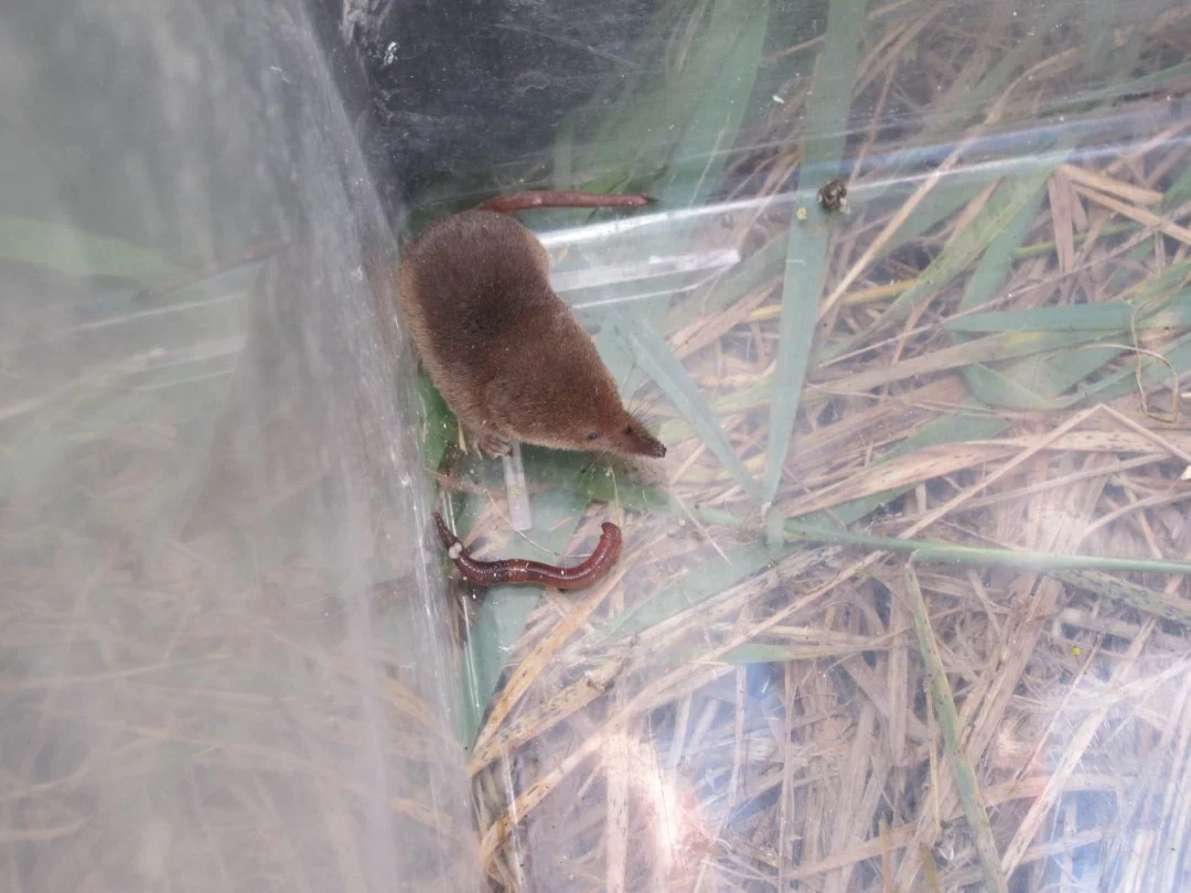 Small Mammal Survey 25