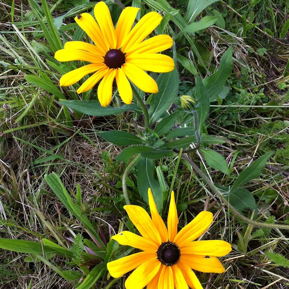 Wildflower Meadow 09