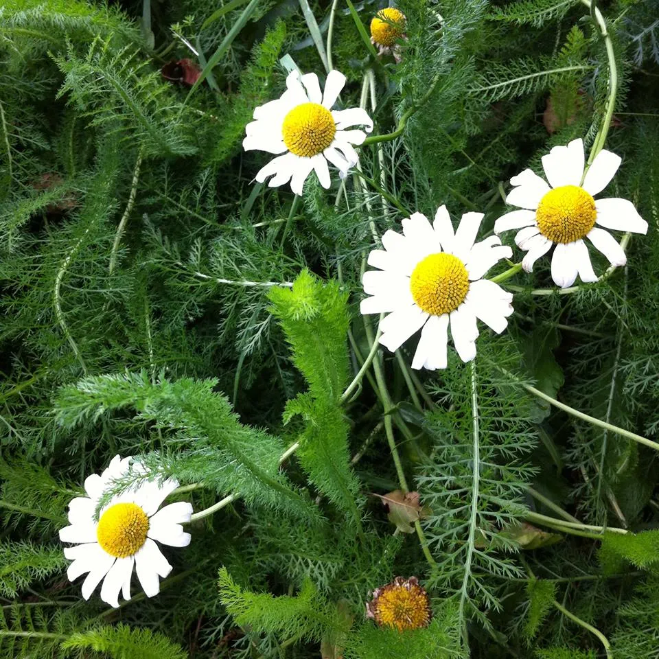Wildflower Meadow 10