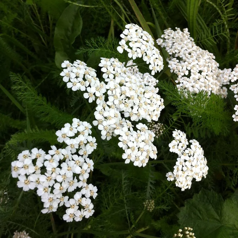 Wildflower Meadow 13