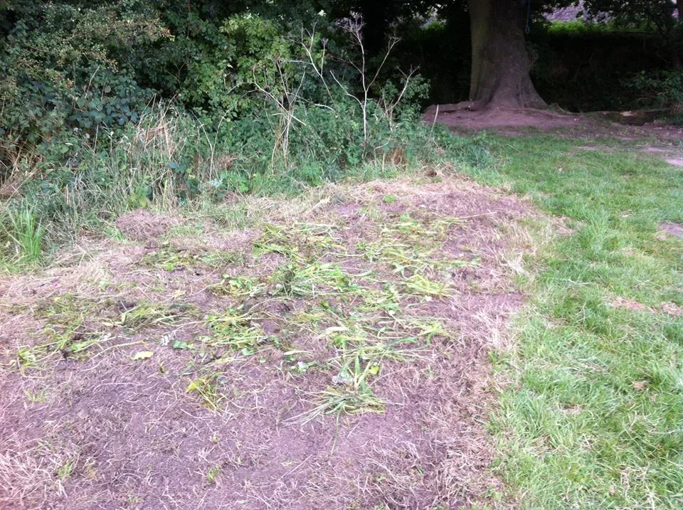 Wildflower Meadow 14