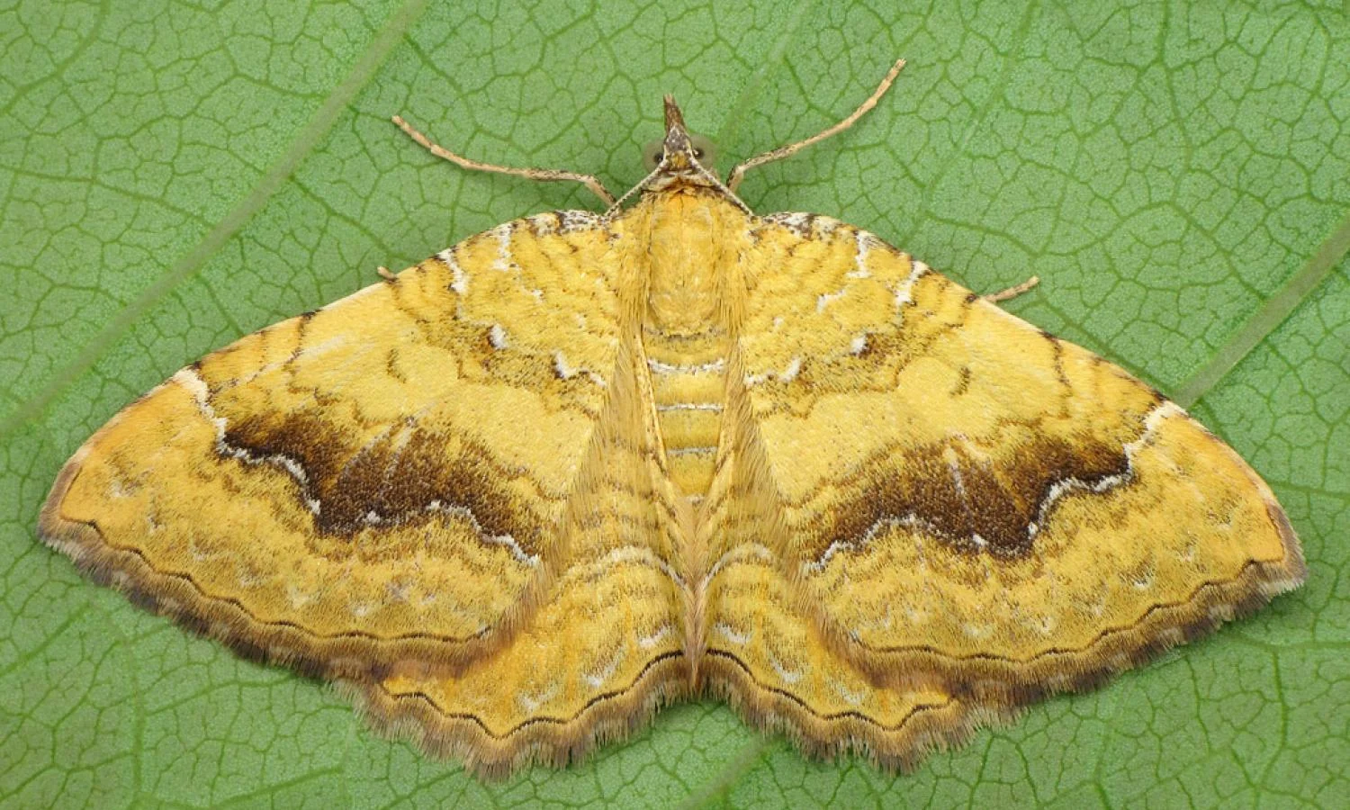 Yellow Shell Moth C Butterfly Conservation Society